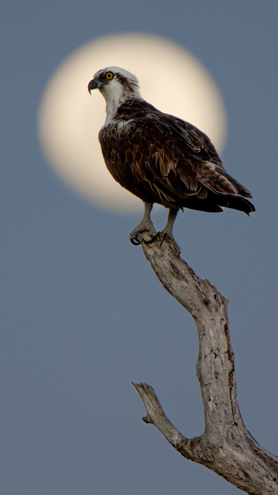 Búho frente a la luna
