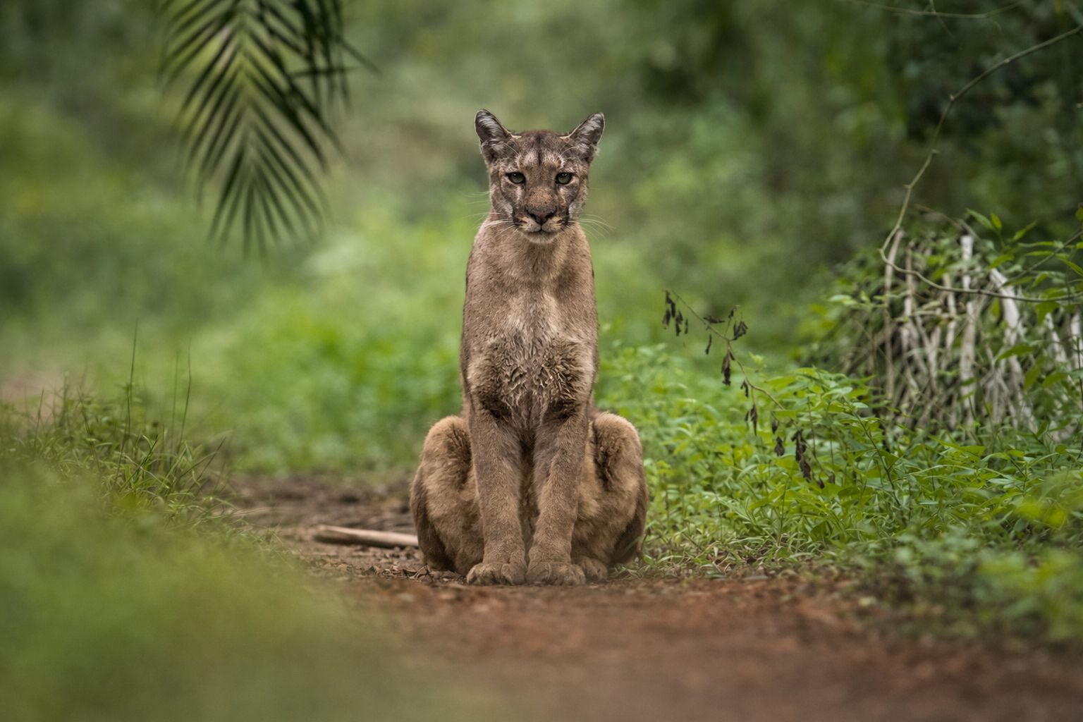 Puma